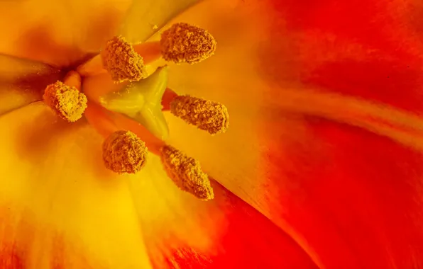 Picture flower, Tulip, petals, stamens