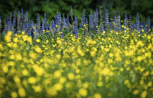Picture summer, flowers, glade, yellow, blue, a lot, bokeh, buttercups, lupins