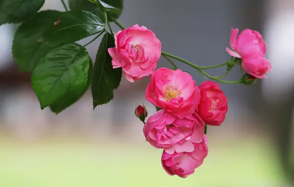 Picture leaves, flowers, background, roses, branch, pink, roses