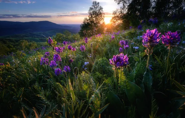 Picture the sun, flowers, hills, view