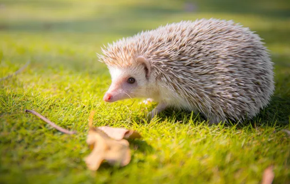 Picture white, grass, look, light, background, leaf, muzzle, hedgehog, hedgehog, hedgehog, hedgehog