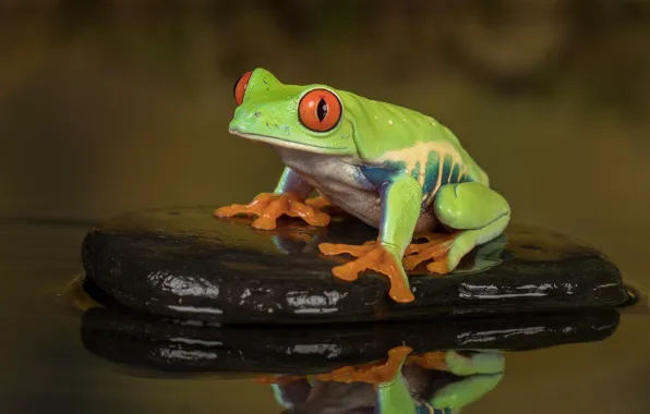 Picture look, water, macro, pose, reflection, background, stone, frog, sitting, pond, red-eyed tree frog