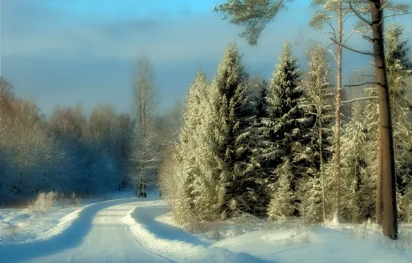 Picture winter, frost, road, forest, light, snow, nature, ate, the snow, pine, blue sky