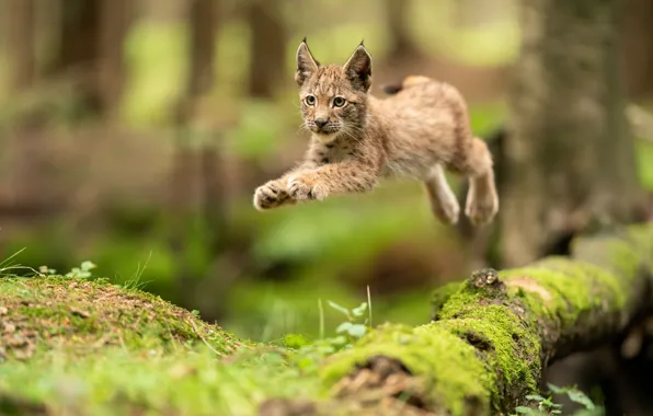 Picture forest, pose, jump, log, lynx, a small lynx
