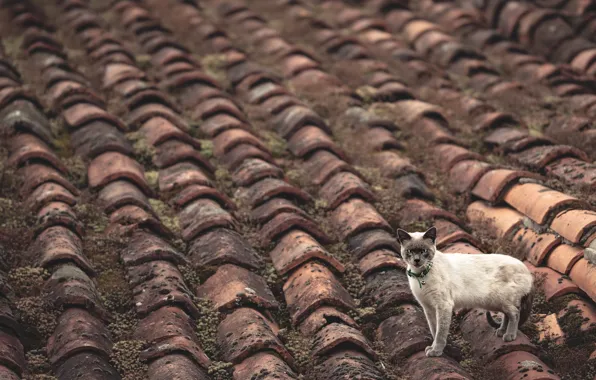 Picture roof, cat, background