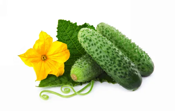 Picture flower, leaves, cucumbers