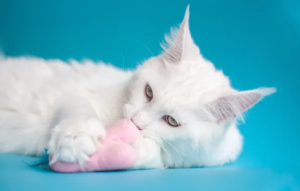 Picture cat, white, cat, look, face, pose, pink, toy, lies, blue background, handsome, Maine Coon