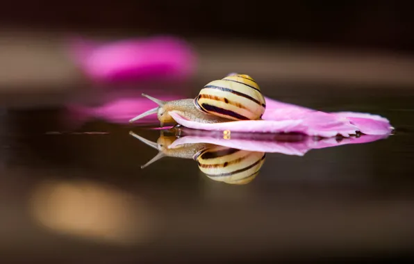 Picture water, macro, reflection, snail, petal, swimming, captain