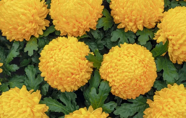 Picture leaves, yellow, caps, chrysanthemum, a lot, luxury, lush
