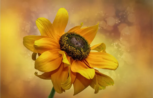 Picture flower, macro, orange, yellow, background, rudbeckia