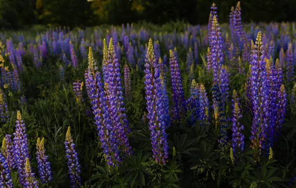 Picture summer, flowers, meadow, a lot, lilac, lupins