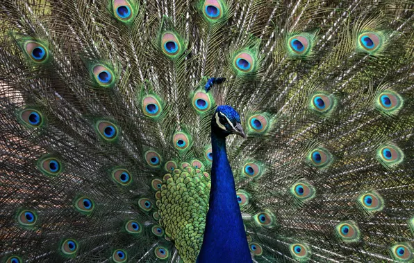 Picture bird, feathers, tail, peacock, fan
