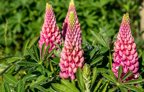 Picture macro, pink, Lupin