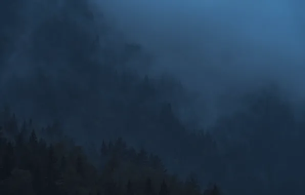 Picture trees, nature, fog, slope, twilight