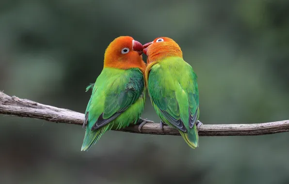 Picture birds, kiss, pair, parrots