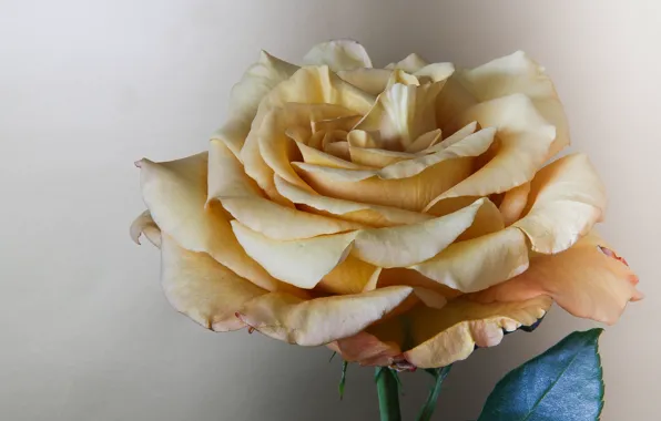 Picture rose, petals, Bud