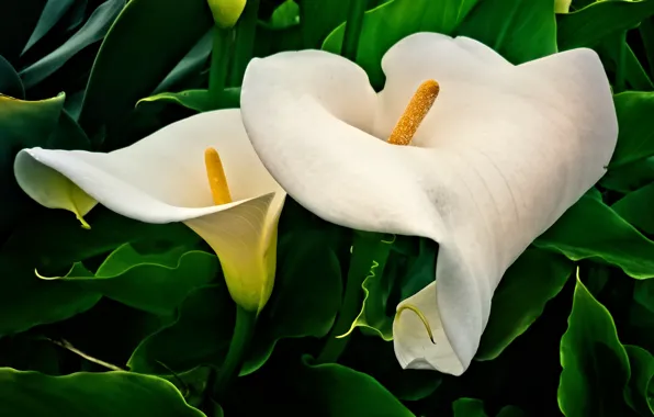 Picture leaves, macro, flowers, garden, white, Duo, Calla lilies
