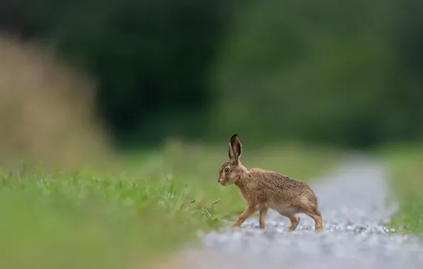 Picture greens, field, grey, background, glade, hare, profile, walk, path