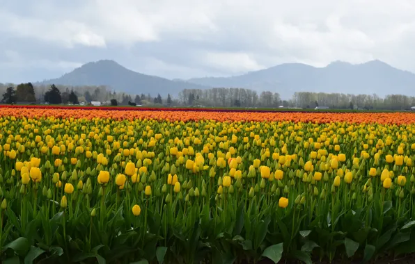 Picture field, hills, spring, yellow, tulips, a lot, plantation