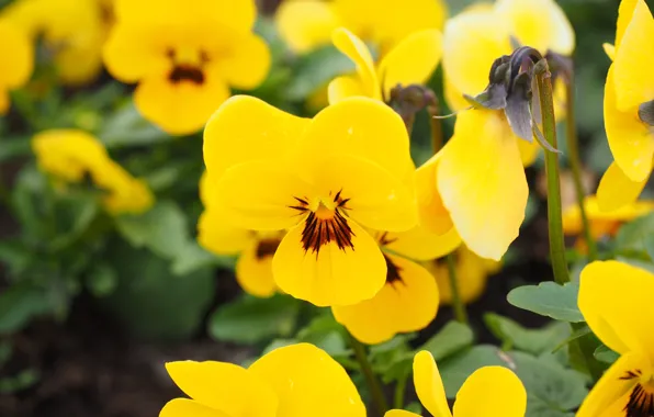 Picture flowers, yellow, Pansy, flowerbed, bokeh, violet, viola