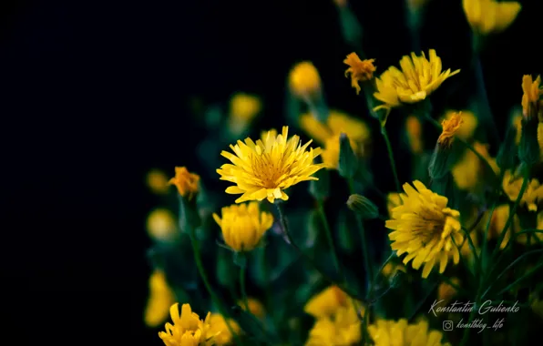 Picture flowers, nature, plants, wildflowers, yellow flowers, on a black background