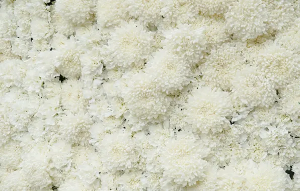 Picture flowers, white, Chrysanthemum