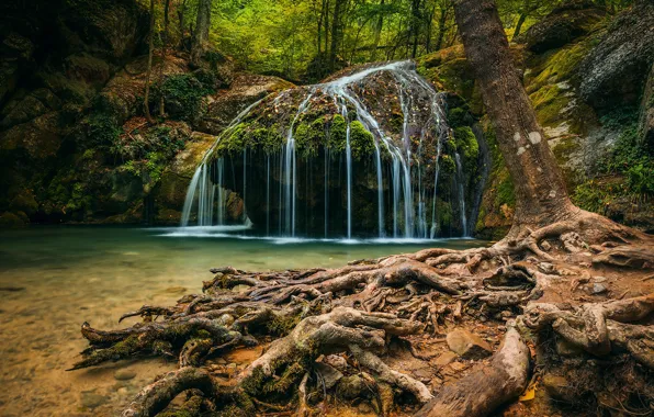 Picture forest, trees, nature, roots, waterfall, gorge, Crimea, Haphal reserve, Haphal, Ulu-Uzen