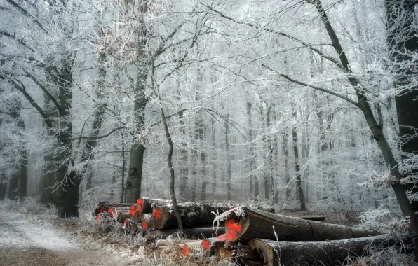 Picture winter, frost, forest, wood