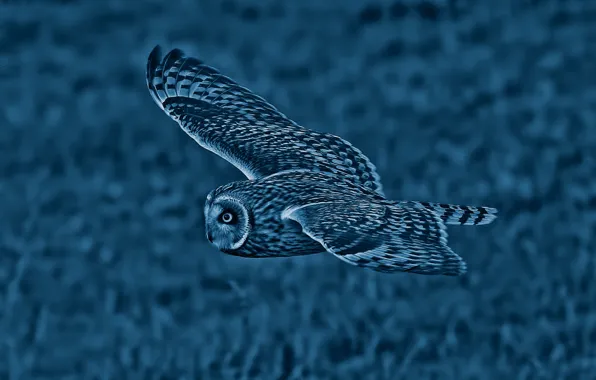 Picture owl, bird, wings, flight, Short-eared owl