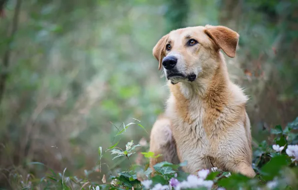 Picture greens, look, face, leaves, flowers, nature, background, glade, portrait, dog, spring, bokeh