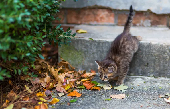 Picture autumn, cat, leaves, pose, house, kitty, grey, Bush, baby, ladder, stage, walk, kitty, striped, went …