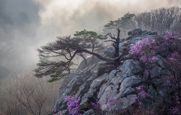 Picture flowers, mountains, branches, fog, stones, open, rocks, height, spring, morning, haze, pink, the bushes, pine, …