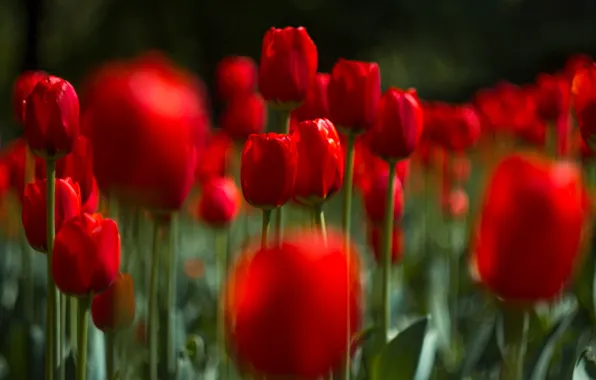 Picture flowers, blur, tulips, red, a lot, bokeh