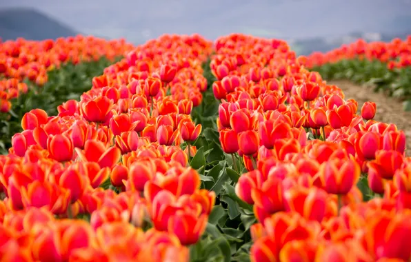Picture field, flowers, spring, tulips, red, buds, flowerbed, a lot