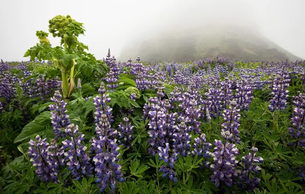 Picture flowers, nature, fog