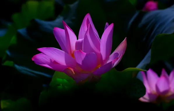Picture flower, leaves, macro, light, flowers, the dark background, lilac, petals, Bud, Lotus, Lotus