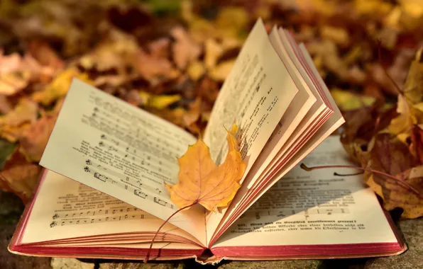 Picture autumn, nature, notes, music, foliage, yellow, book, notebook, page, bokeh, autumn leaves, autumn leaf, disclosed, …