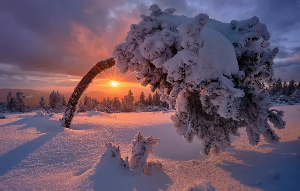 Picture winter, the sun, snow, sunset, tree, beauty