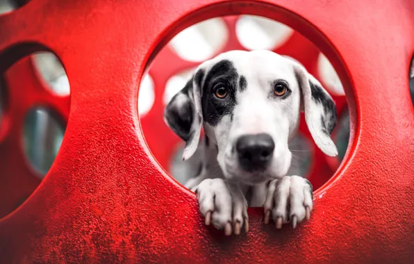 Picture look, face, portrait, dog, Dalmatians, red background
