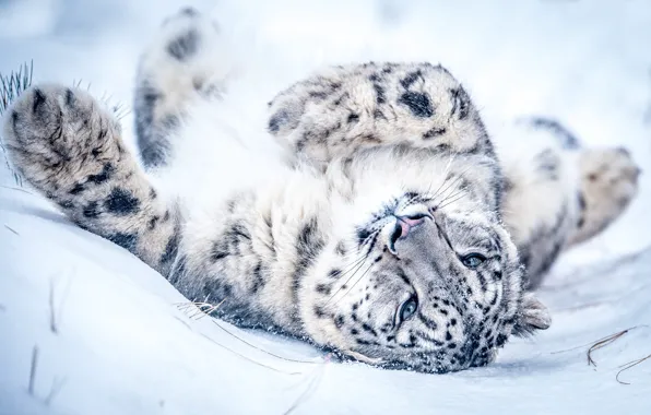 Picture winter, look, face, snow, pose, stay, paws, the snow, lies, IRBIS, snow leopard, light background, …
