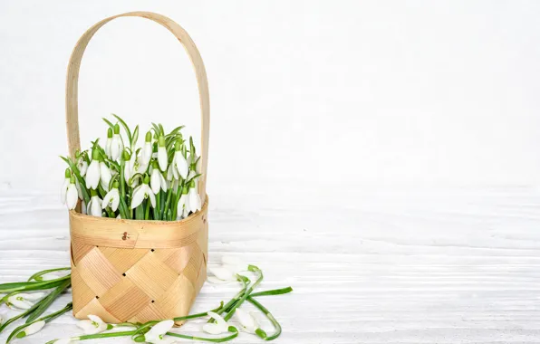 Picture spring, snowdrops, basket