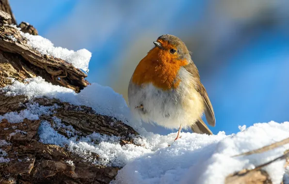 Picture winter, snow, bird, Robin