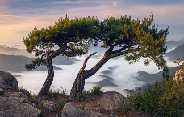 Picture clouds, landscape, mountains, nature, stones, tree, morning, pine, South Korea, Nathaniel Merz
