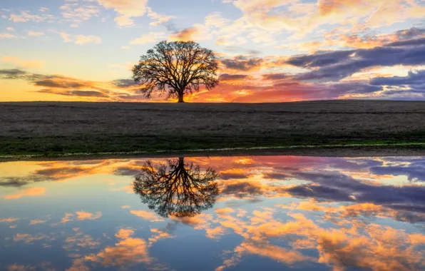 Picture the sky, clouds, sunset, lake, reflection, tree, shore, the evening, pond