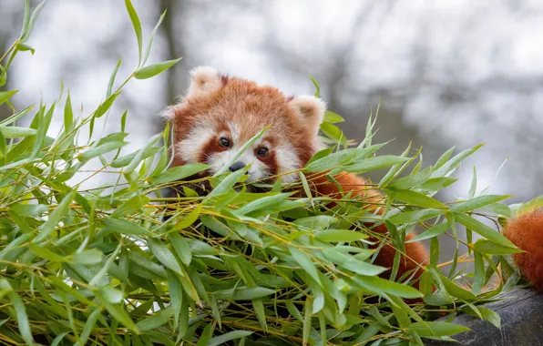 Picture leaves, plant, red Panda