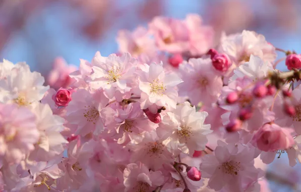 Picture light, flowers, branch, spring, Sakura, pink, buds, flowering, almonds