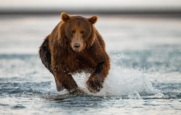 Picture water, squirt, river, bear, running, beast, grizzly
