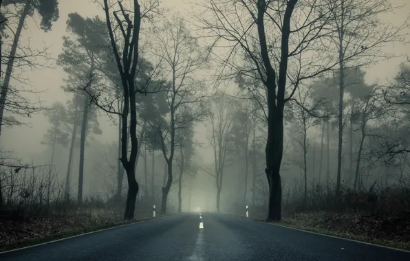 Picture road, autumn, trees, branches, fog, Park, overcast, highway, the forest