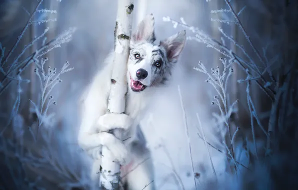Picture frost, look, face, dog, trunk, tree, bokeh, The border collie
