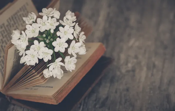 Picture flowers, mood, book, Jasmine
